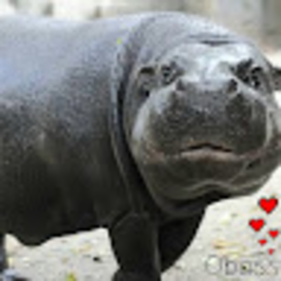 Meet your Posher, Cindy - Picture 1 of 1